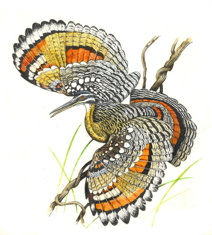 Sunbittern