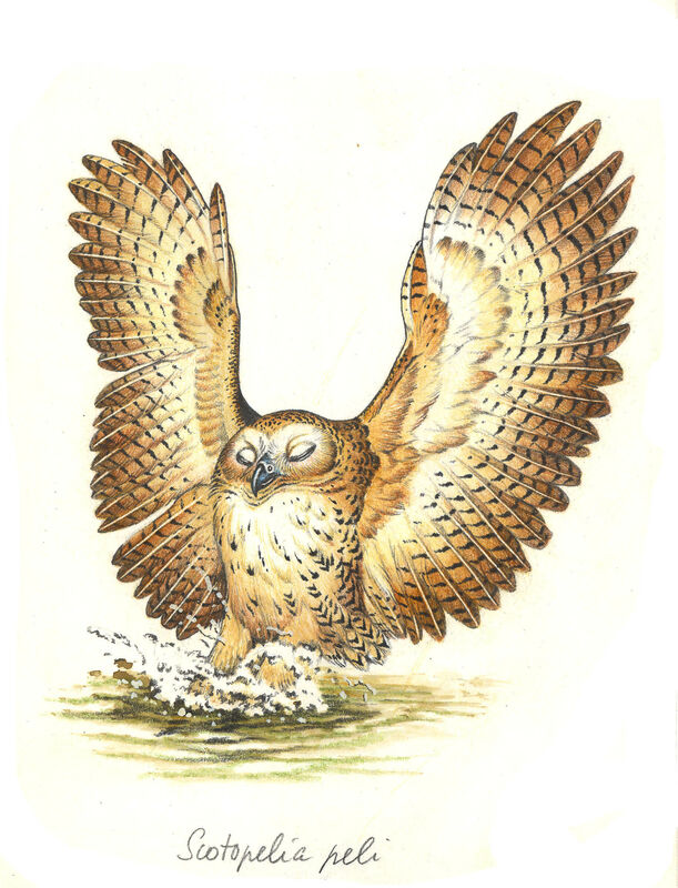 Pel's Fishing Owl