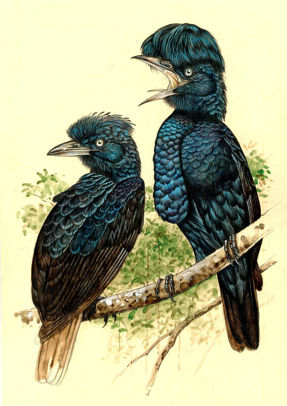 Amazonian Umbrellabird