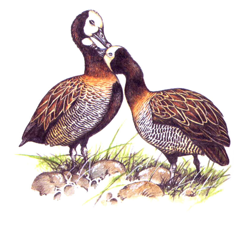 White-faced Whistling Duck, Behaviour