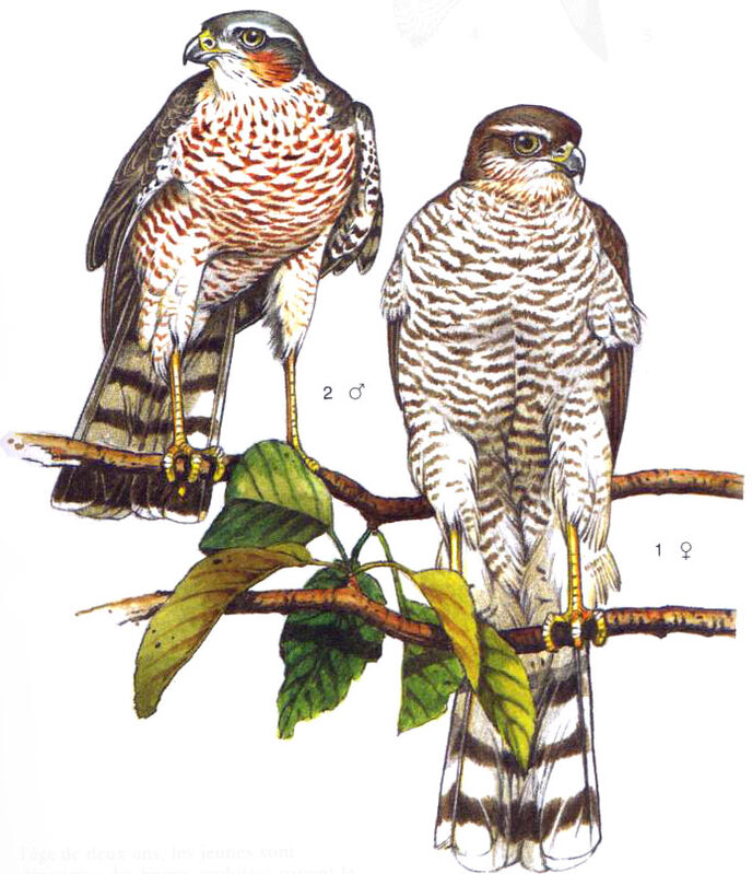 Eurasian Sparrowhawk