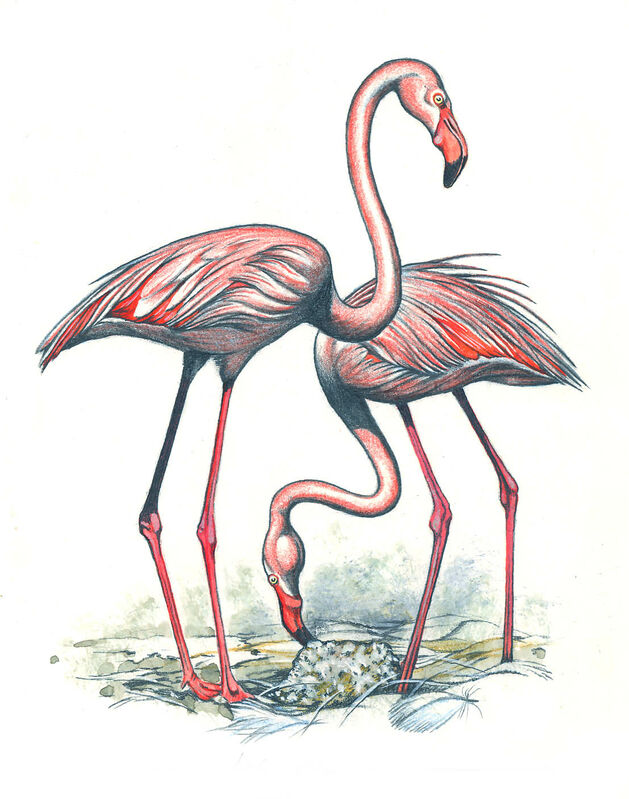 American Flamingo