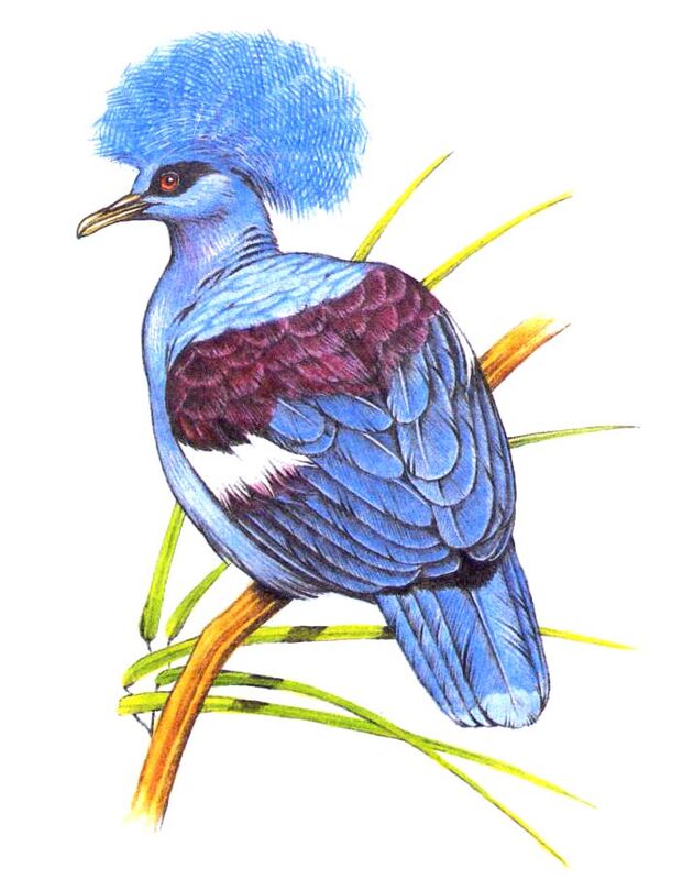 Western Crowned Pigeon