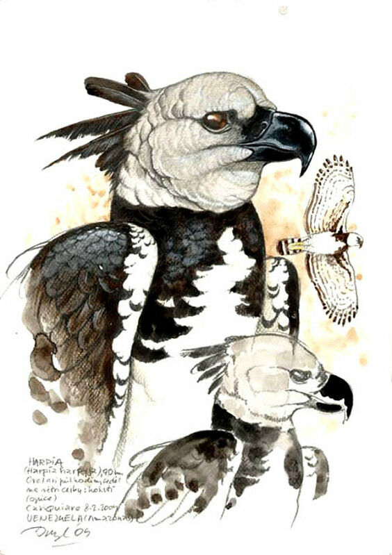 Harpy Eagle, identification