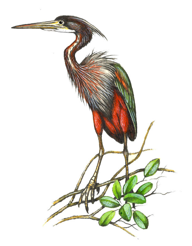 Agami Heron