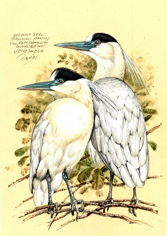 Capped Heron