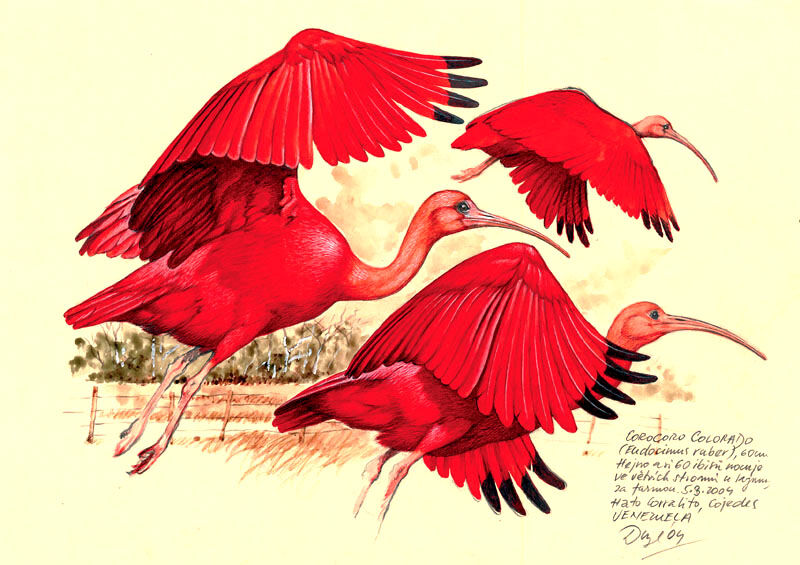 Scarlet Ibis