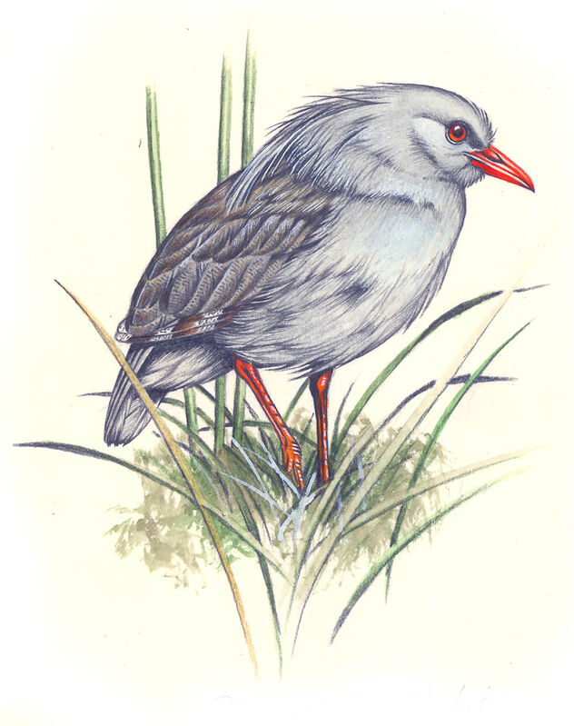 Kagu