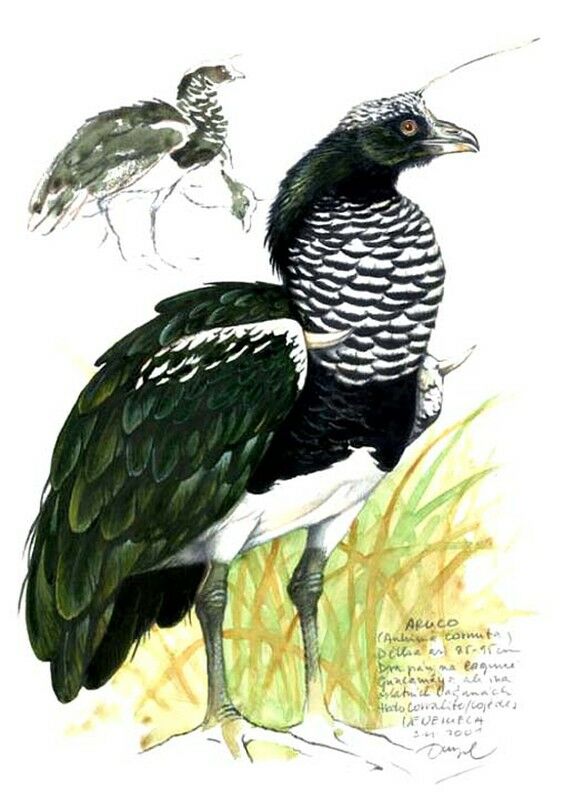 Horned Screamer