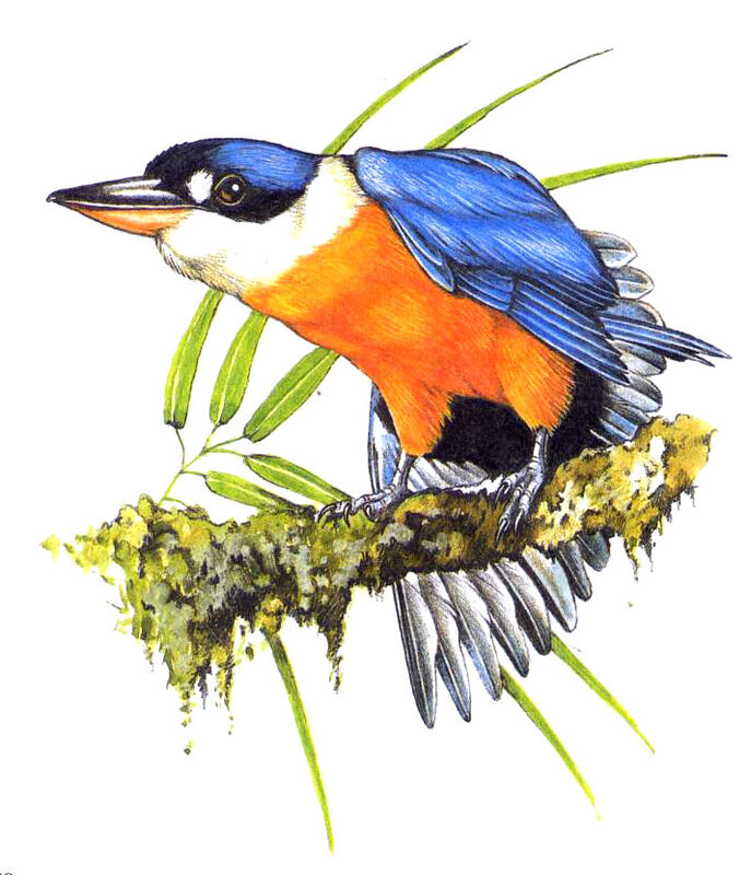 Vanuatu Kingfisher