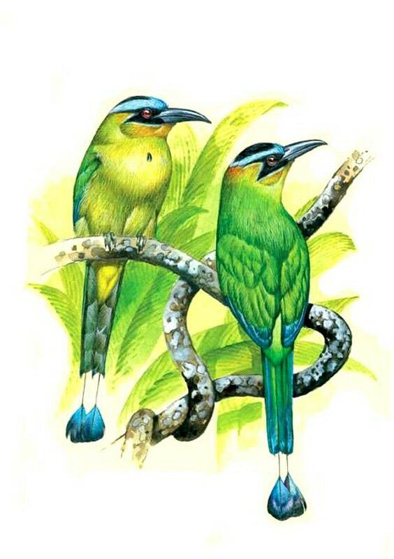 Amazonian Motmot, identification