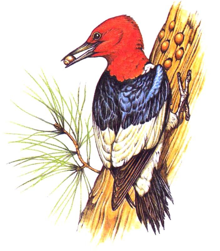 Red-headed Woodpecker