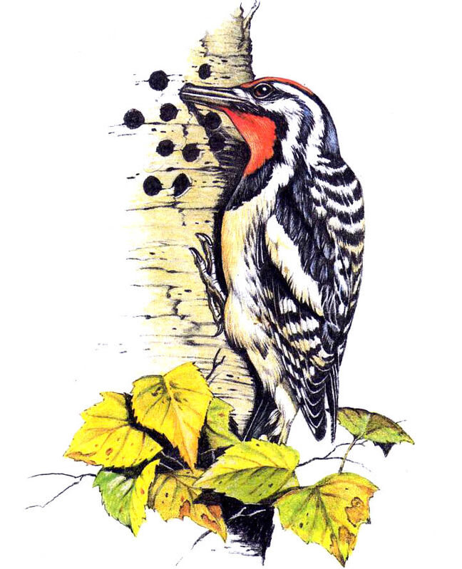 Acorn Woodpecker