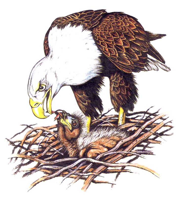 Bald Eagle