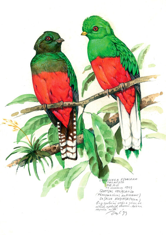 Quetzal antisien