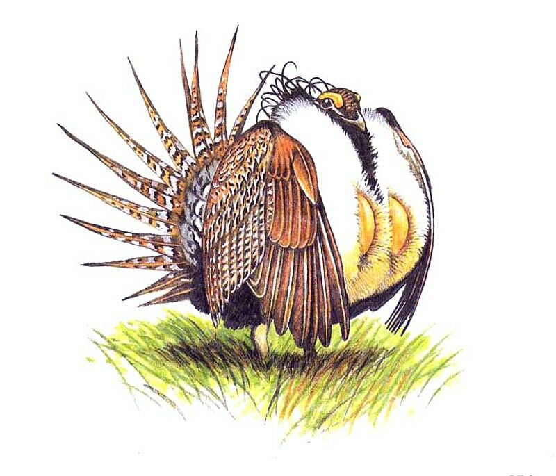 Sage Grouse