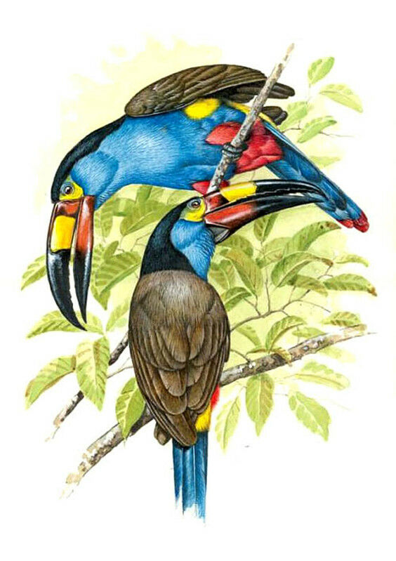 Toucan montagnard