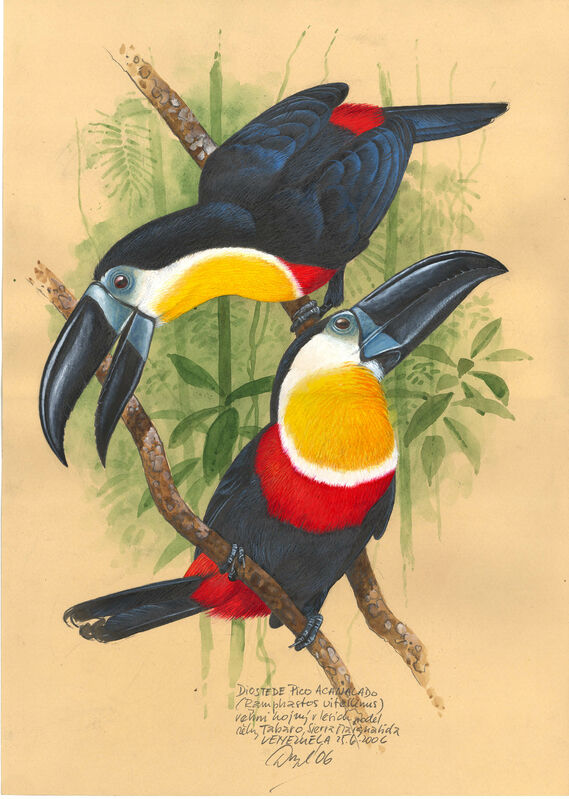 Channel-billed Toucan