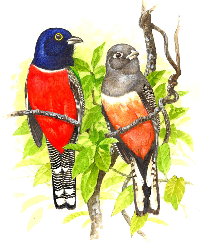 Blue-crowned Trogon