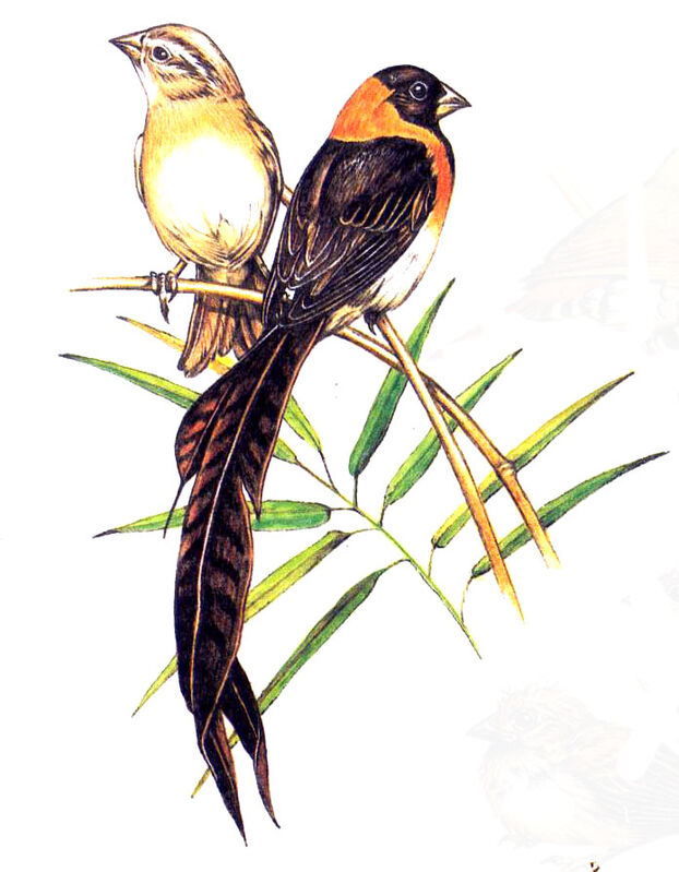 Broad-tailed Paradise Whydah