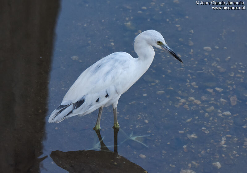 Little Blue Heron