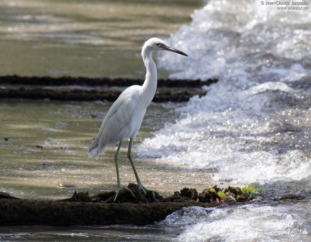 Aigrette bleuesubadulte