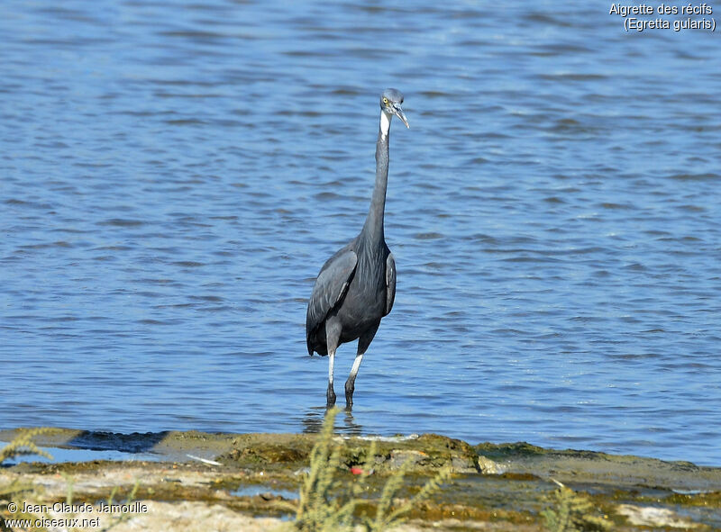 Aigrette des récifs