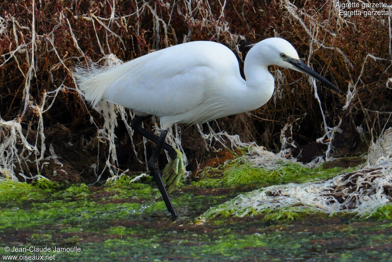 Aigrette garzette, Comportement