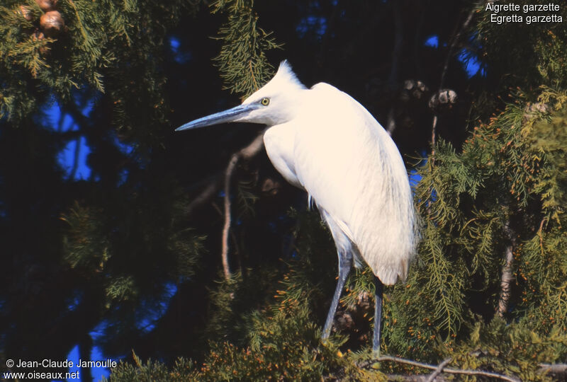 Aigrette garzette