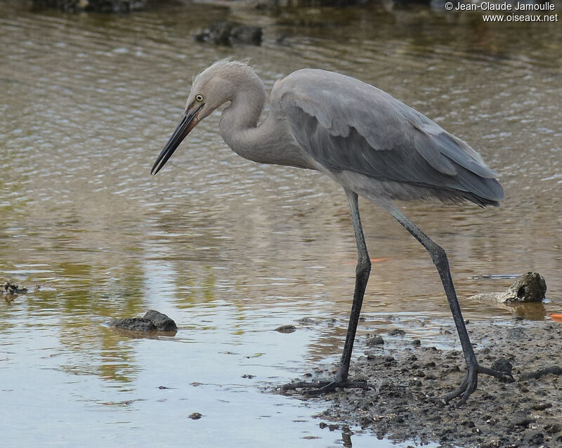 Reddish Egretimmature, identification, aspect, walking, eats