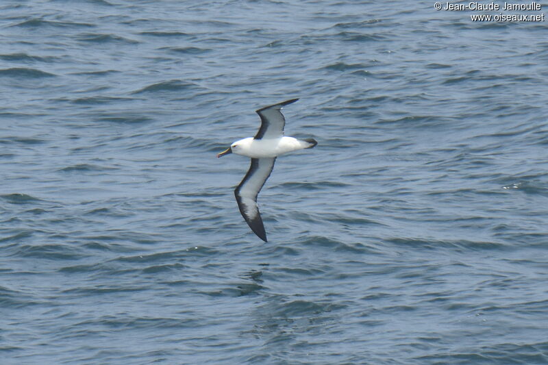 Albatros de l'océan indien