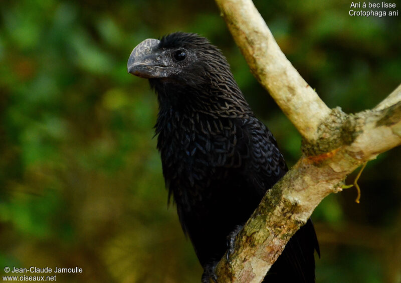 Smooth-billed Ani, identification