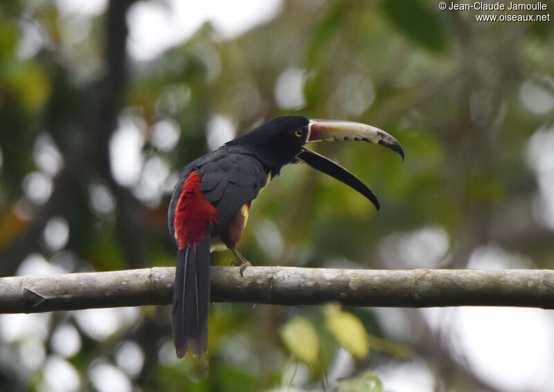 Collared Aracari