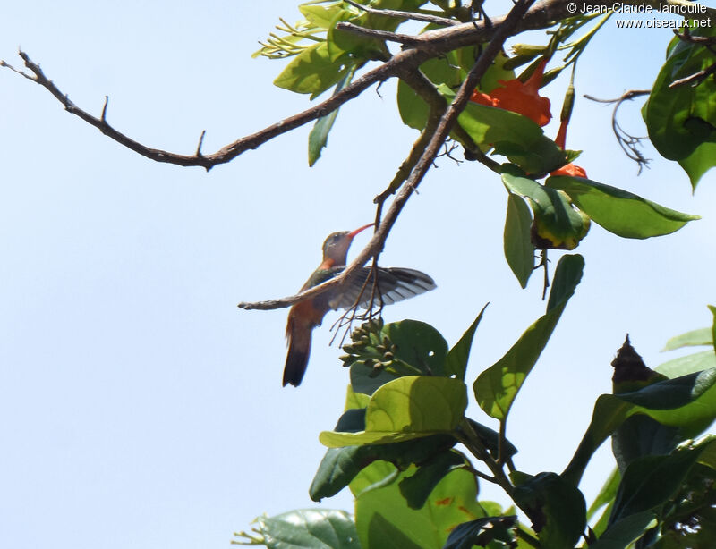 Cinnamon Hummingbird