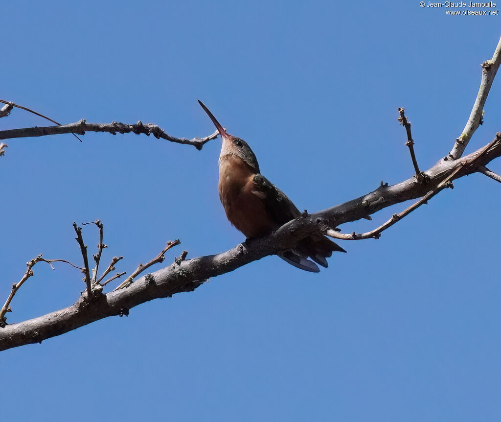 Ariane cannelleadulte