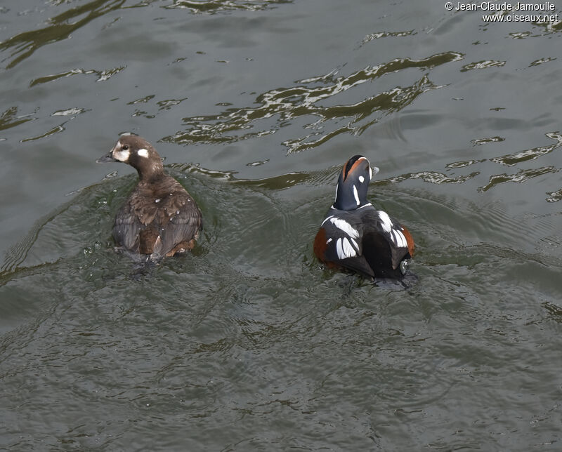 Arlequin plongeuradulte nuptial