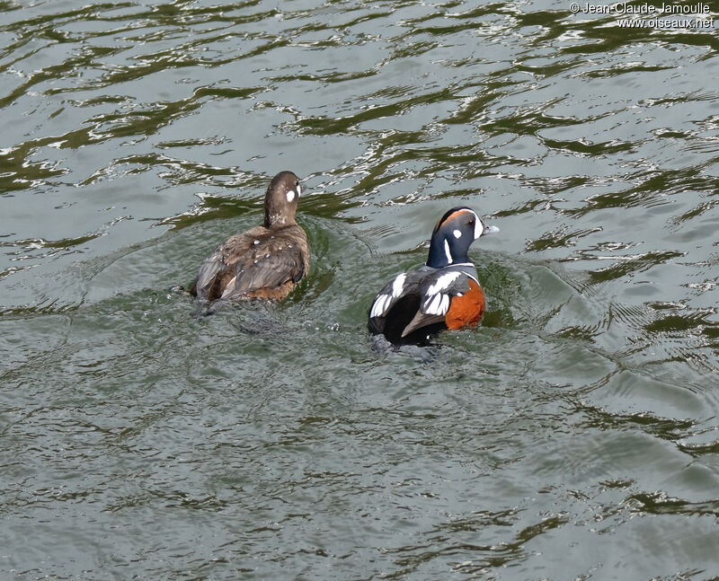 Harlequin Duckadult breeding