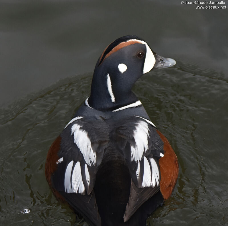 Harlequin Duck male adult breeding