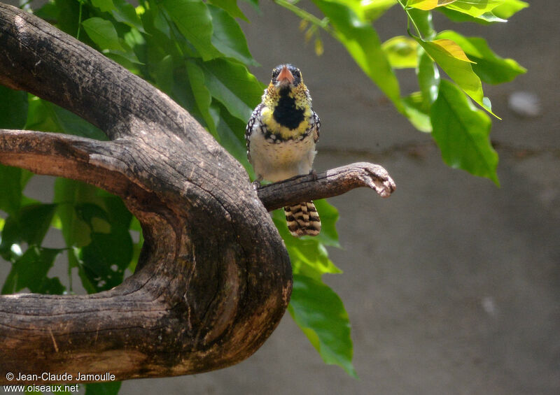 D'Arnaud's Barbet