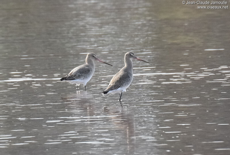 Black-tailed Godwit