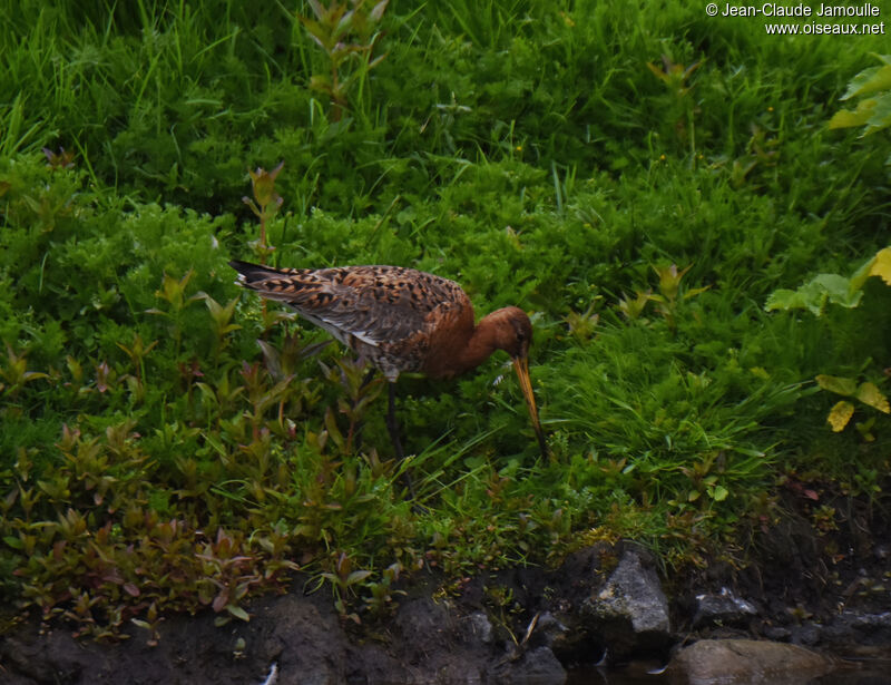 Black-tailed Godwit male adult