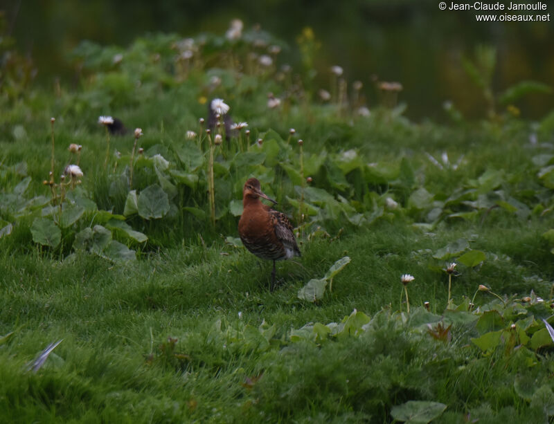 Black-tailed Godwit