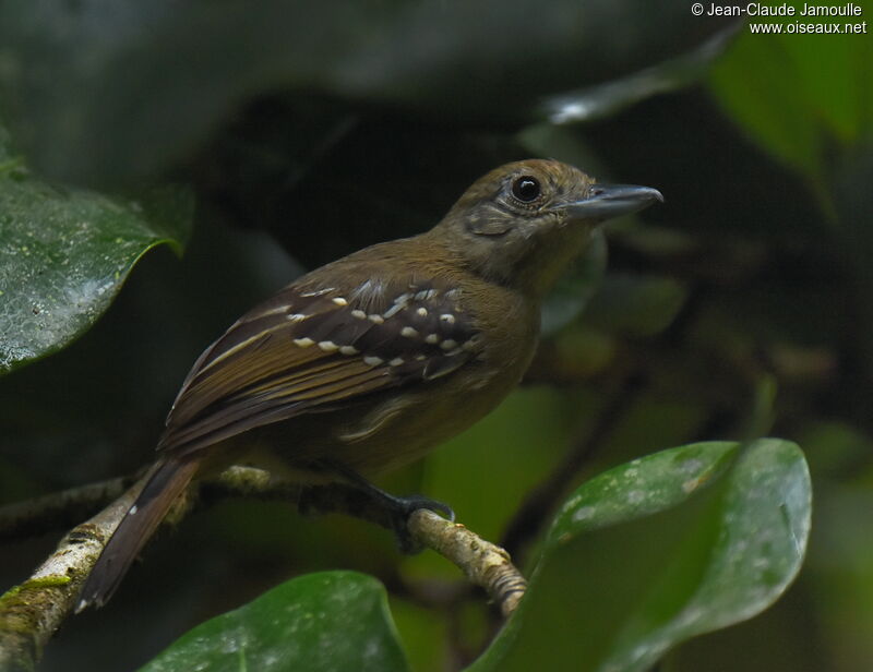 Black-crowned Antshrike female