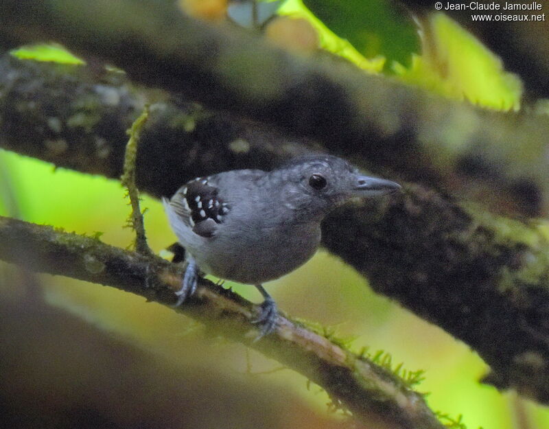 Black-crowned Antshrike male