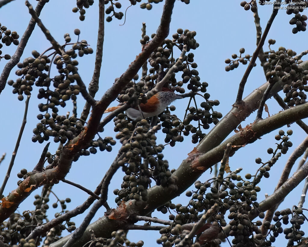 Batara rayé femelle