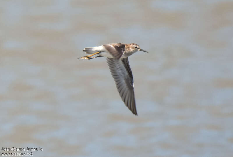 Long-toed Stintadult, Flight