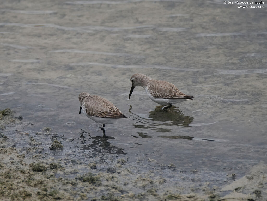 Bécasseau variableadulte internuptial, mange