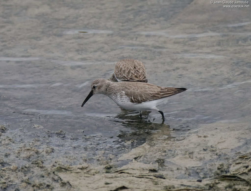 Bécasseau variableadulte internuptial, mange