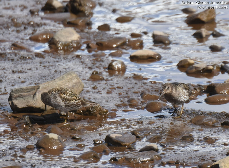 Purple Sandpiperadult