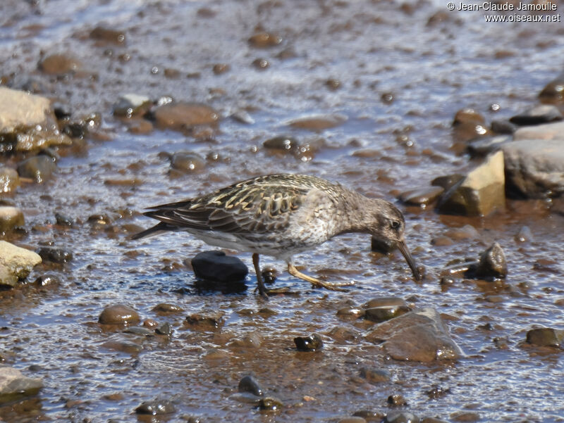 Purple Sandpiperadult breeding